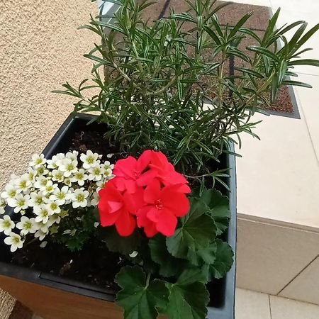 Apartman Sandra -Private Parking And Garden Задар Экстерьер фото